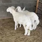 طليان