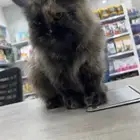 قطه للتبني شيرازي