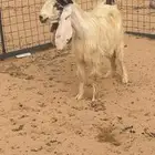 معزا حليب مشاريك ديوسها طيبه