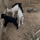 ماعز قزمي