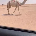 للبيع لقحه باتليه كفو