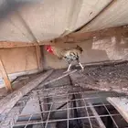 ديك بلدي بيض شرط