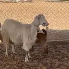 معزاء