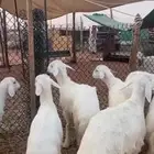 ذبايح حري للبيع مع الصلخ والتوصيل