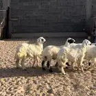 خرفان