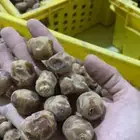 تمر برحي متمر ناشف البيع سمح