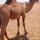 قعود للبيع