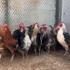 للبيع ديوك اعمار 8 شهور