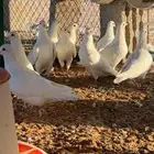 الخرج