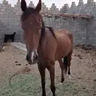 فرس شعبيه