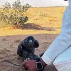 صقور للإيجار اليومي للتصوير