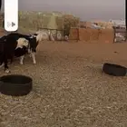 غنم نجد حيل العدد 4 ثنيه رباع 2 سدس