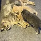 قطط للتبني