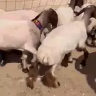 جذعات نعيم طيبات جرم وشكل فواخرر - السوم 1020