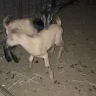 هجين وعل