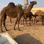 للبيع العشرا الطيبه