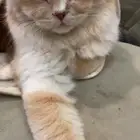 قط للبيع