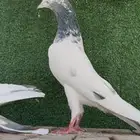 حمام باكستاني