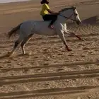 للبيع فرس مهجنه