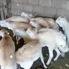 طليان حريات رقم واحد ورفيديات والسواكن تربيه