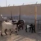 معزا مطافيل ( تم البيع )