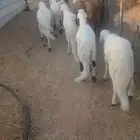 للبيع سواكن مرابي شرط طليان فاخره