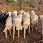 طليان تربيه مراح واحد