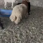 جذعان نعيم