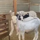 مشروع فحل تيس