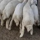 خرفان حريات طيبات