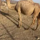 ملاقي تلد منيحه طيبه الحد 6500