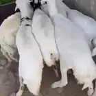 ضان للبيع جمله