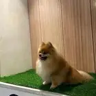 بومرينيان لتلقيح فقط