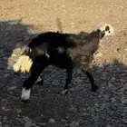رخل نجديه ذبيحه