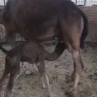 للبيع خلفه مصغر ساحلية