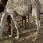 قعود ( تم البيع )