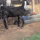 عنز مشروكه جرم طيب ودافع وديدها مركن