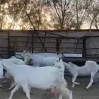 معزا مراح