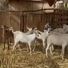 غنم بلدي عالشرط اعمارها مابين 3 الى 4 اشهر مضمووونه