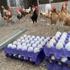 بيض بلدي فواخر مخصب مشروطط