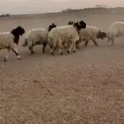 للبيع جذعان نعيم مشاريع فحول