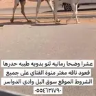 عشرا وضحا مغتر صنف حدرها قعود