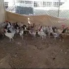 مشروع للبيع