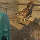 دجاجة سنديه