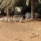 وز بلدي و عراقي