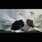 زوج رقاص أمريكي مكتف