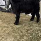 جذع عارضي