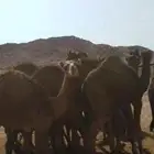 للبيع حشو قعدان العدد12 نظاف شرط