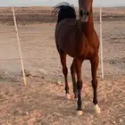 حصان كومت شعبي