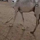 للبيع قعود على البنك بعير السمي اصله طيب